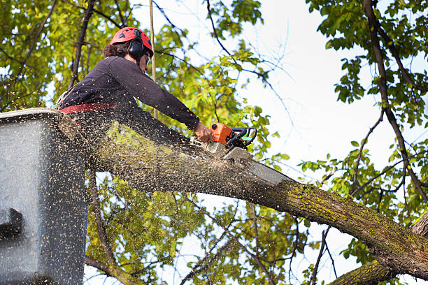 Tree and Shrub Care in Iroquois Point, HI